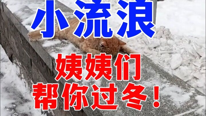 Thế giới nát bét, mèo con thì khâu vá suốt~