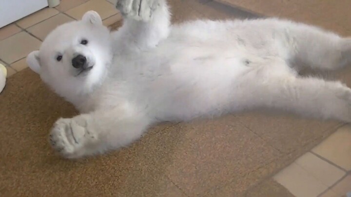 Perut putih lembut si bayi beruang