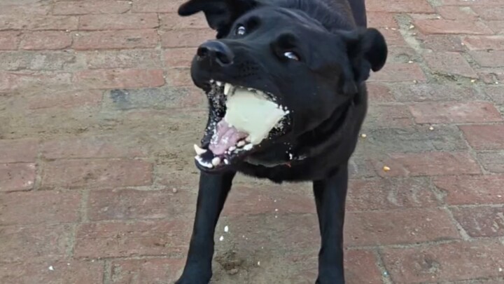 Lông giấy kén ăn