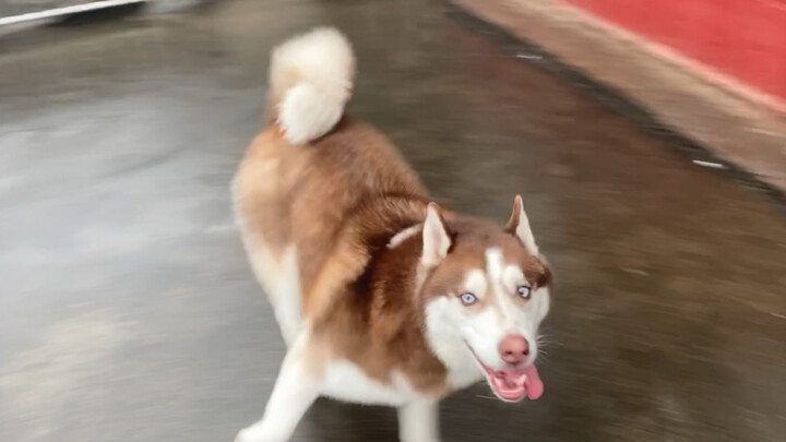 Husky: I’ll get in the crate, but only after I’ve had a little fun with you first!
