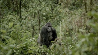 Silverback full movie [indo sub]