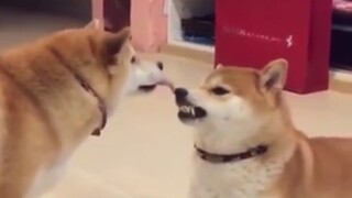 "Hachi - Chú Chó Trung Thành"