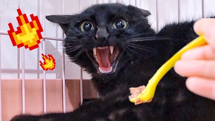 An abandoned black kitten, still furious eight days after its testicles were cut off, lashed out at 