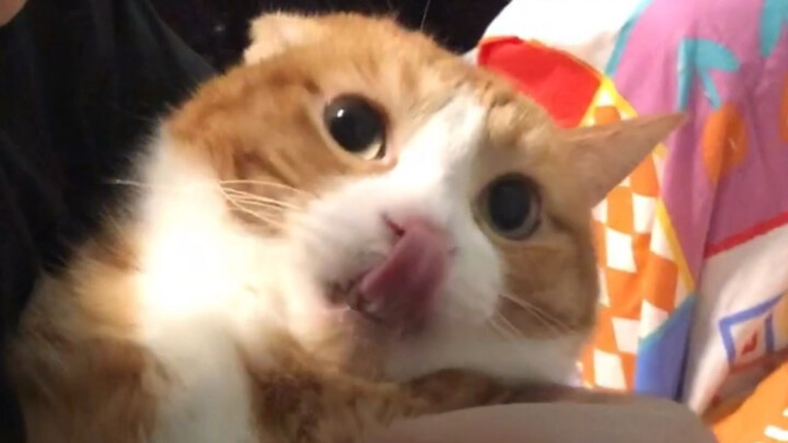 Mèo Mimi: “Em vẫn thích mẹ thơm hơn •́ω•̀)”