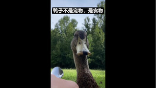 鸭子不是宠物，是食物?