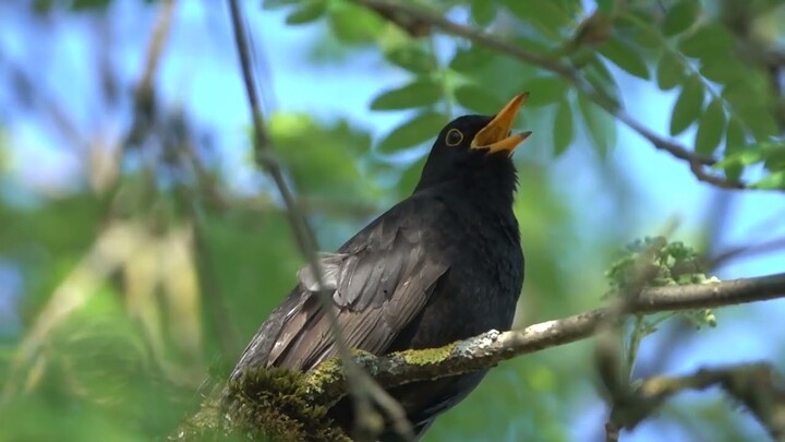 BURUNG INI SUARANYA MIRIP SIRTU CIPOH - BURUNG HITAM GACOR