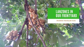 OUR LANZONES TREE IN THE CITY!!!