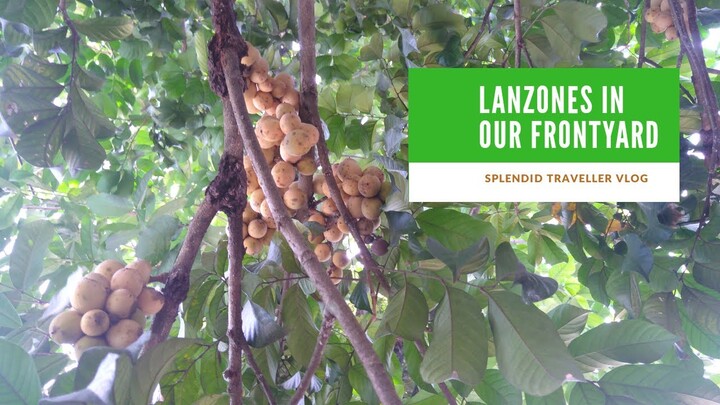 OUR LANZONES TREE IN THE CITY!!!