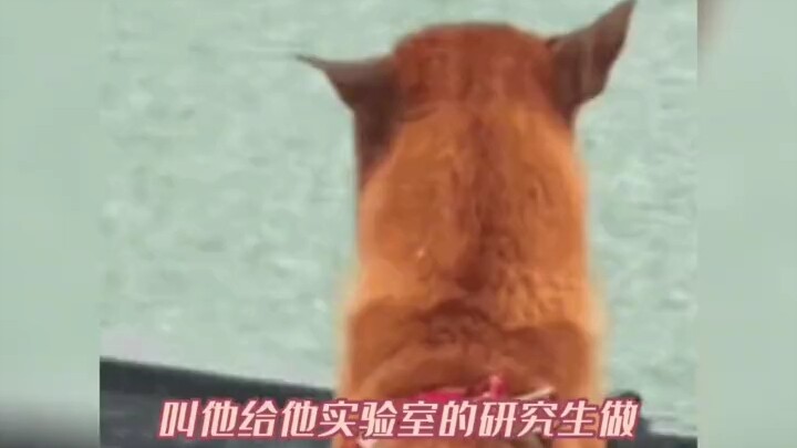 أفضل طريقة للفصل بينهم