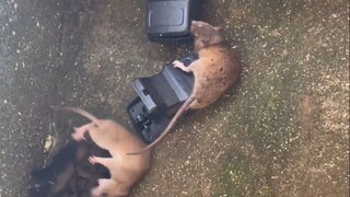 This mouse-chasing is just too satisfying!