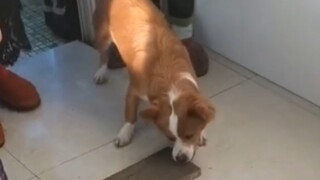 A particularly spiritual dog actually did this for its owner...