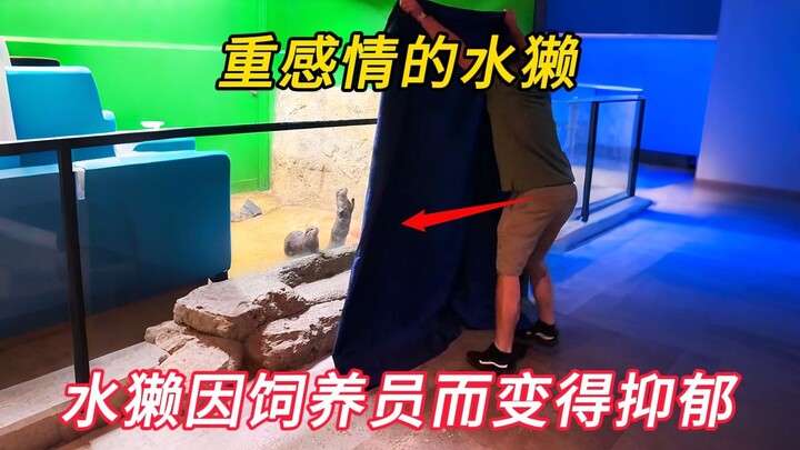 The keeper’s departure left the otters depressed and listless, but their reunion made them cherish e