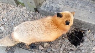 Huhu's Failed Attempt to Capture a Russian Uncle