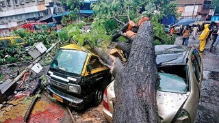 Extremely Dangerous skills Tree Falling,TOP Tree Cutting Fails Compilation , idiots with chainsaws.