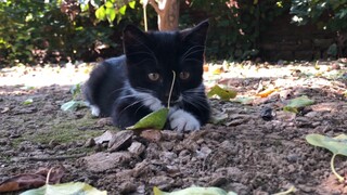 My Cat Picks Up Cats (A Month-Long Record of a Cat Picking Up Cats)