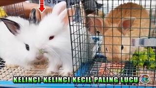 KELINCI ANGGORA ~ Kelinci-Kelinci Kecil LUCU ada diSini !!