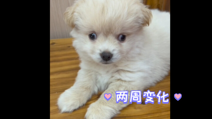 น้องปัญญาอ่อนกลับบ้านมาสองสัปดาห์แล้ว มาอัปเดตความเปลี่ยนแปลงและชีวิตประจำวันกันหน่อย! ยังไม่ได้ตั้ง