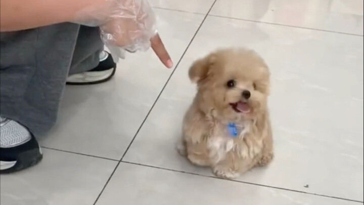 Khi chú cún nghe lệnh ngồi xuống…