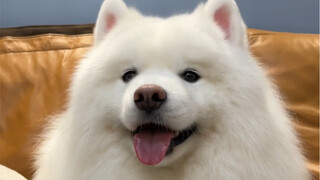 This is what a dog who's been to college looks like.