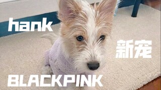 BLACKPINK الأسرة المالكة من الجيل الجديد! حيوان روز الأليف الجديد هانك!