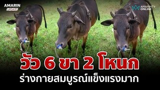 วัว 6 ขา 2 โหนก ร่างกายสมบูรณ์แข็งแรง เจ้าของรักมากไม่ยอมขาย | อมรินทร์อัปเดต