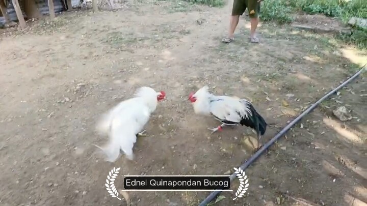 Offcolor❤️🐓