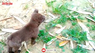 Hmong dog | Giới thiệu cộc bản mông hoang dã, thể hiện tích cách, bản năng  của chú cún tinh khôn.