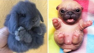 AWW SO CUTE! Cutest baby animals Videos Compilation Cute moment of the Animals - Cutest Animals #22