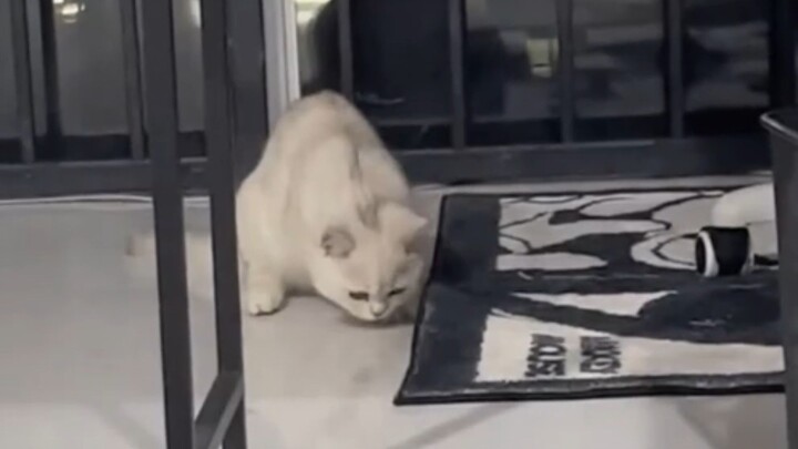 A Kitten That Hides Its Savings