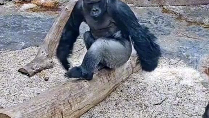 funny monkey😅😅😅😅🤣🤣😂