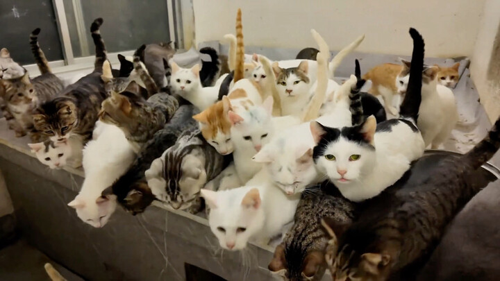 Ah! We’ve arrived at Miao Miao the kitten’s house!