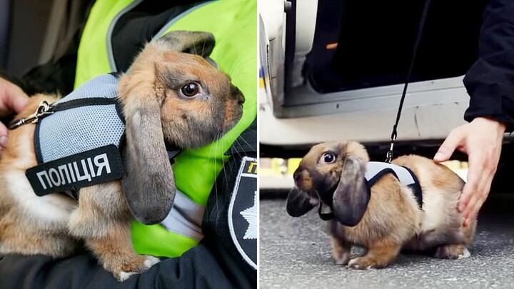 Trường cảnh sát vừa đón một cô thỏ cảnh sát nhỏ, hại quá, chắc bị vuốt tới hói luôn mất!