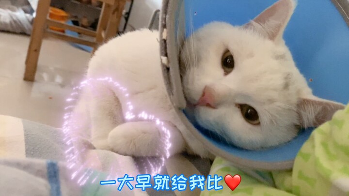 เจ้าของแมวตื่นขึ้นมาตอนเช้าก็พบว่าเจ้านายแมวนอนหมอบอยู่ข้างเตียงจ้องมองตน ภาพช่างน่ารักจนใจละลาย