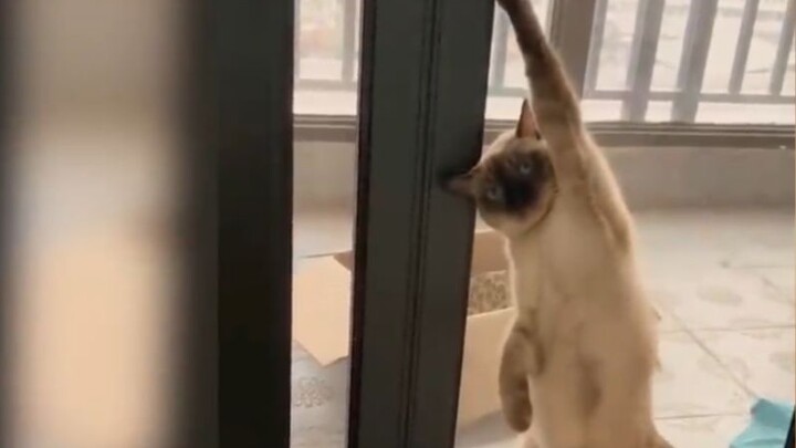 ว่ากันว่านี่คือคอลเลกชันประติมากรรมทรายสัตว์เลี้ยงที่มียอดชมสูงสุดบน YouTube