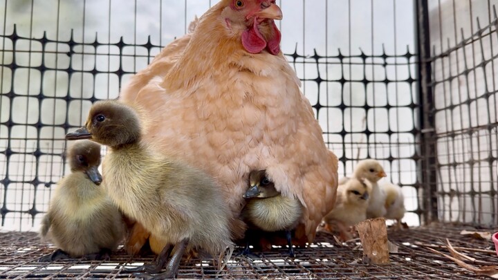 Ayam betina yang konyol, meski tahu anak-anak bebek itu bukan darah dagingnya sendiri tetap menerima