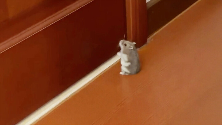 Tikus Pulang (Versi Gagal)