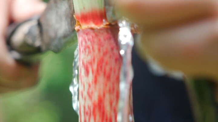 Ayo, dengarkan Temple Run!