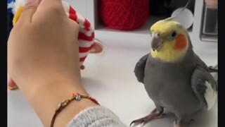 Maximum firepower to attract mom's attention