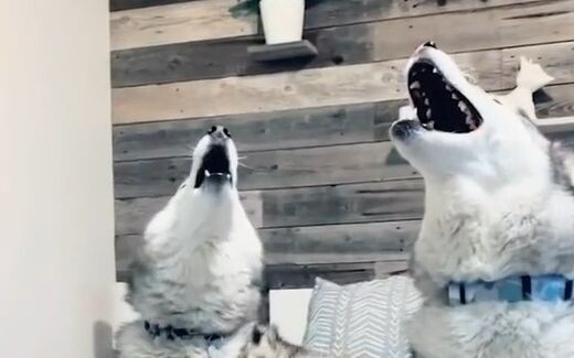 Aku sampai kelihatan perut si anjing dari tenggorokan! Pas masuk, tolong perhatikan volumenya ya!