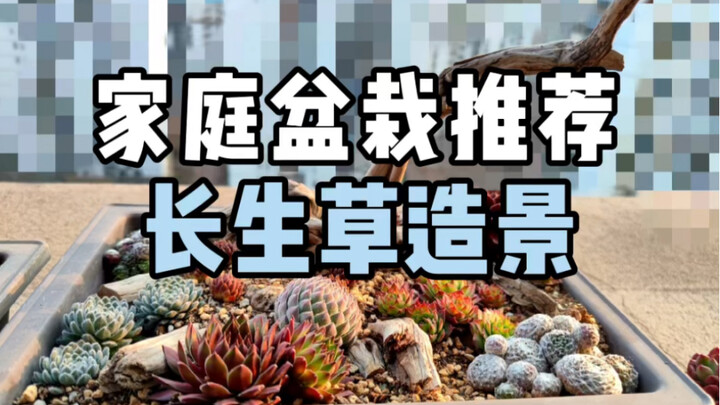 家庭盆栽推荐：长生草造景