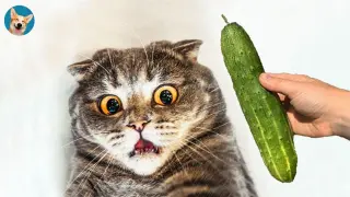 Cat Scare Of Cucumber #2- Funny Pets Reaction Videos| Aww Pets