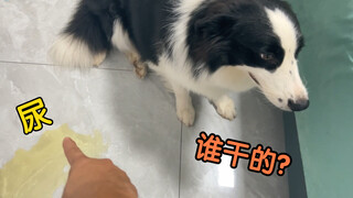 What happens when your Border Collie gets caught after making a mistake? Let's see their reaction!