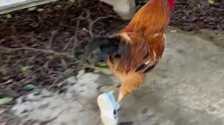 Oh, sepatu baru