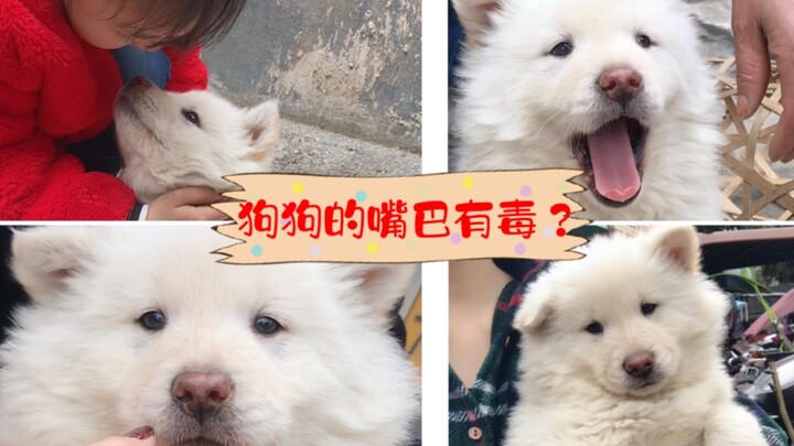 Is this adorable farm dog puppy really as “poisonous” as people say? Can you still kiss it?