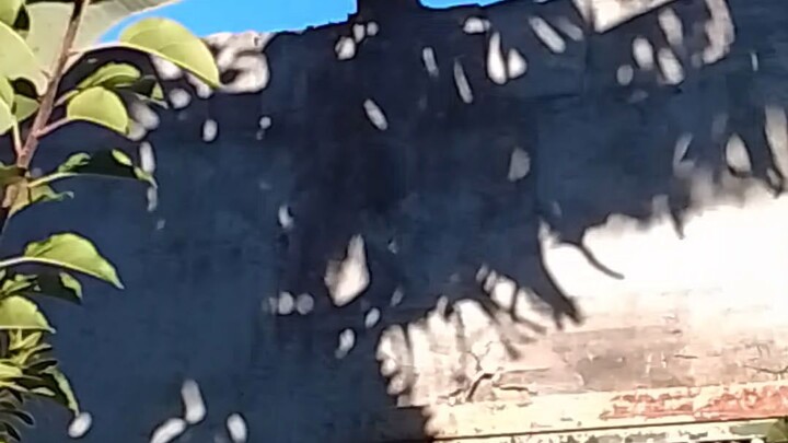 Macaquinho