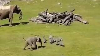 Gajah: Bu——!