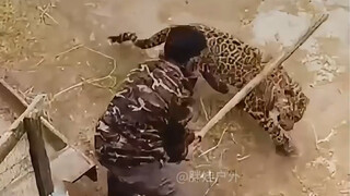 النمر البائس!