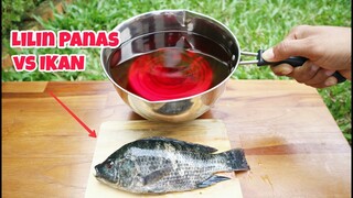 EKSPERIMEN: IKAN vs Lilin Panas.. 5 Jam Direndam Lilin Panas, Lihat apa yang terjadi!!