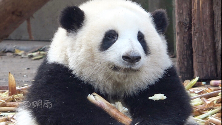 【Giant Panda He Hua】Bamboo season is almost here—hope He Hua can enjoy lots of bamboo!