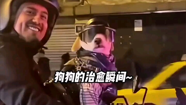 "Dunia hancur berantakan, anjing menjahit dan memperbaikinya"